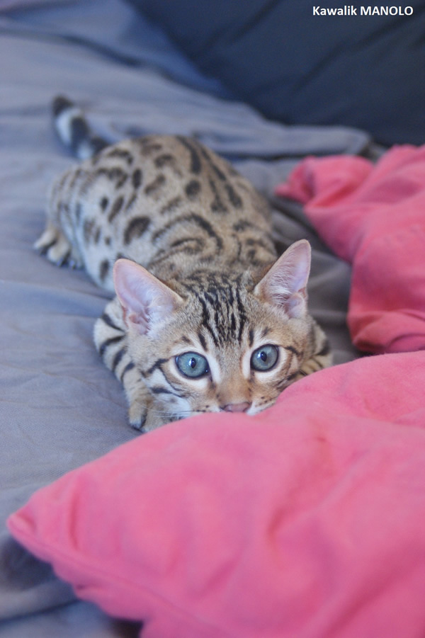 CHATON BENGAL